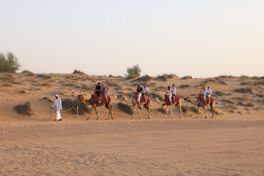 Camels in the Dubai Desert